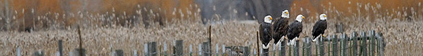 Banner photos by Kate Davis, Raptors of the Rockies. All rights reserved.